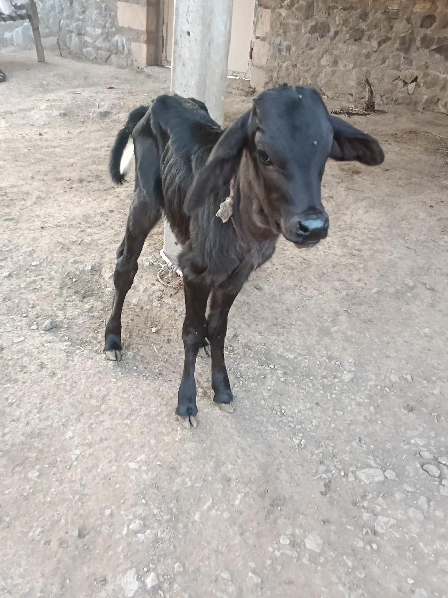 ગાય વેચવાની છે