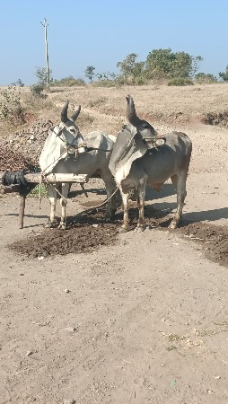 થંબનેલ 2