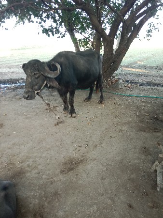 થંબનેલ 2