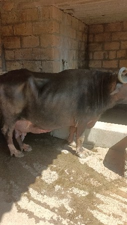 थंबनेल 3