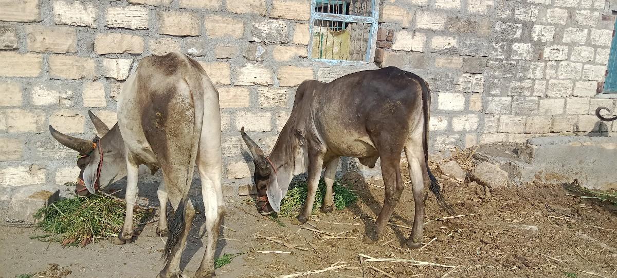 ગોઠલા.વેચવાના..છે