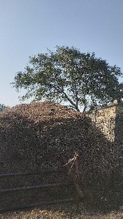 થંબનેલ 2