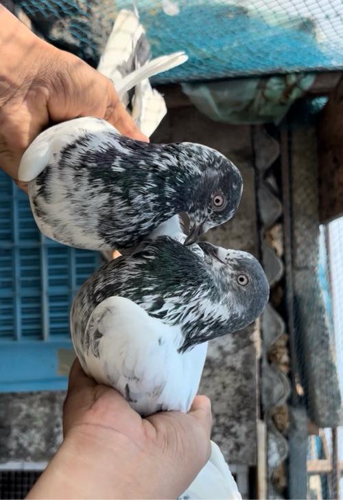 બોર્ડર વારી જોડી