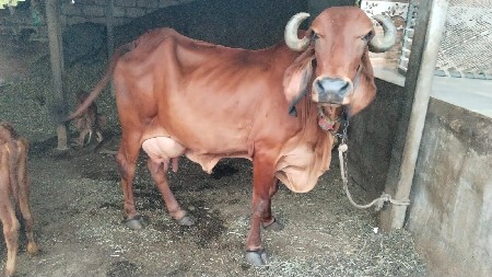 વેતર 4 નીચે વાશઙી