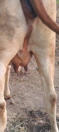 હોડકી વેચવાની છે