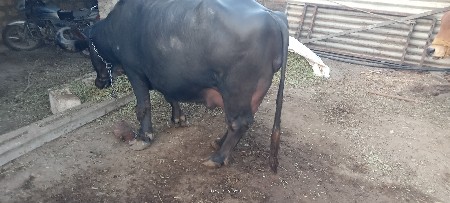 થંબનેલ 2