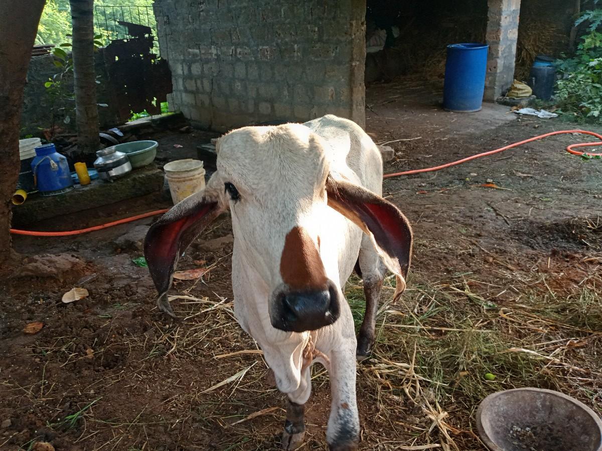 थंबनेल 2