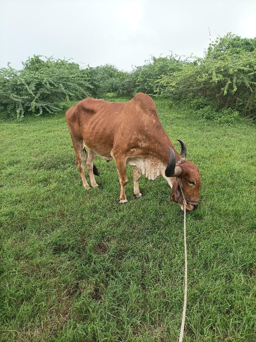 थंबनेल 3