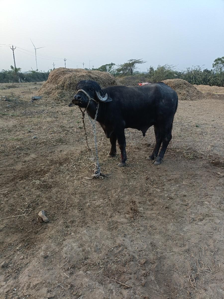 થંબનેલ 2