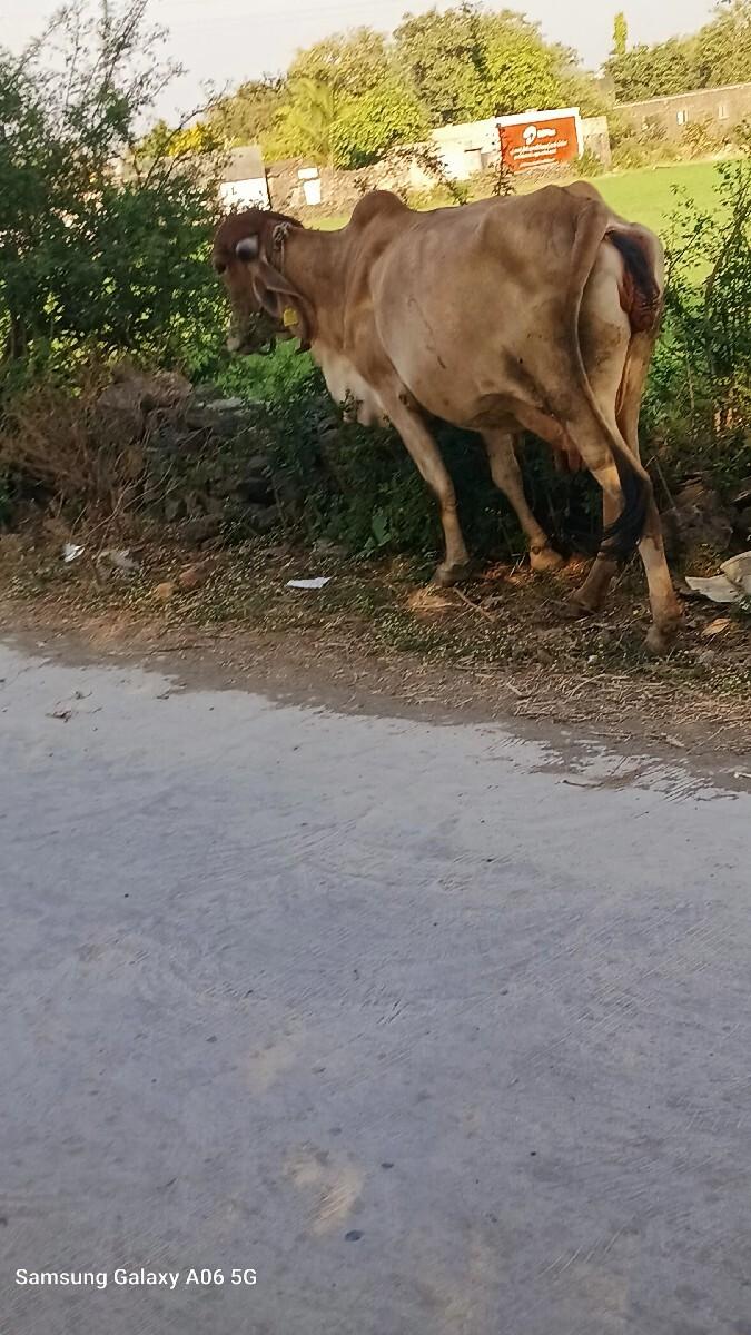 થંબનેલ 3