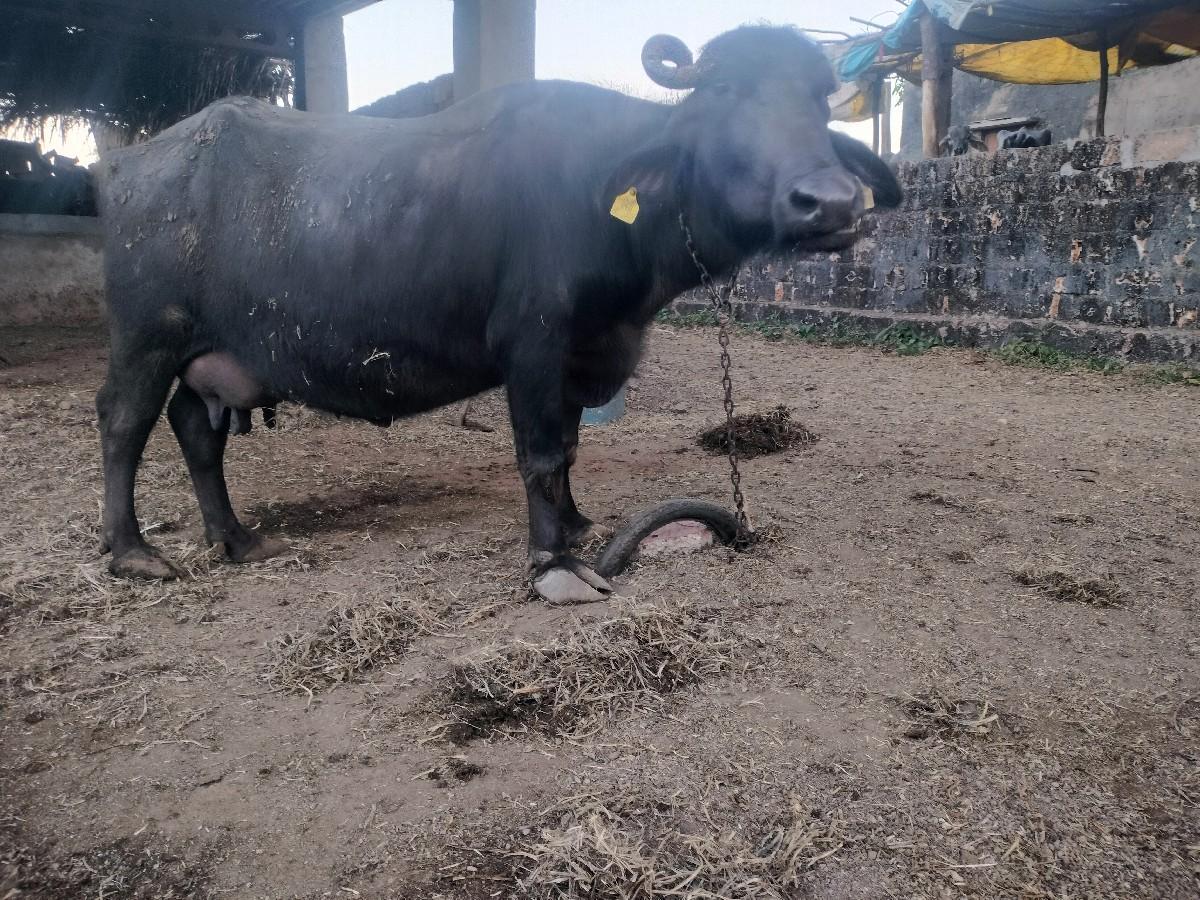 थंबनेल 3