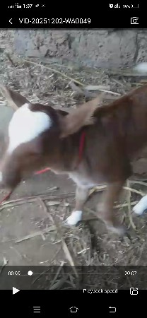 દોઢ મહીના ની વાછઙી