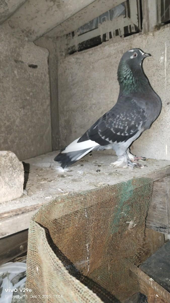 थंबनेल 3