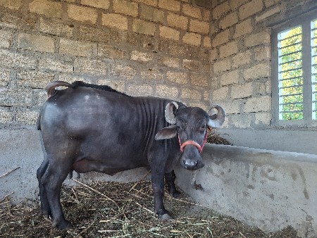 थंबनेल 3