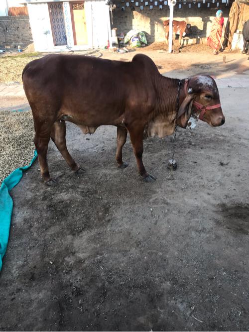 થંબનેલ 2