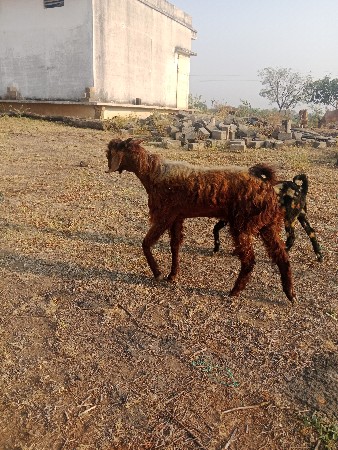 થંબનેલ 3