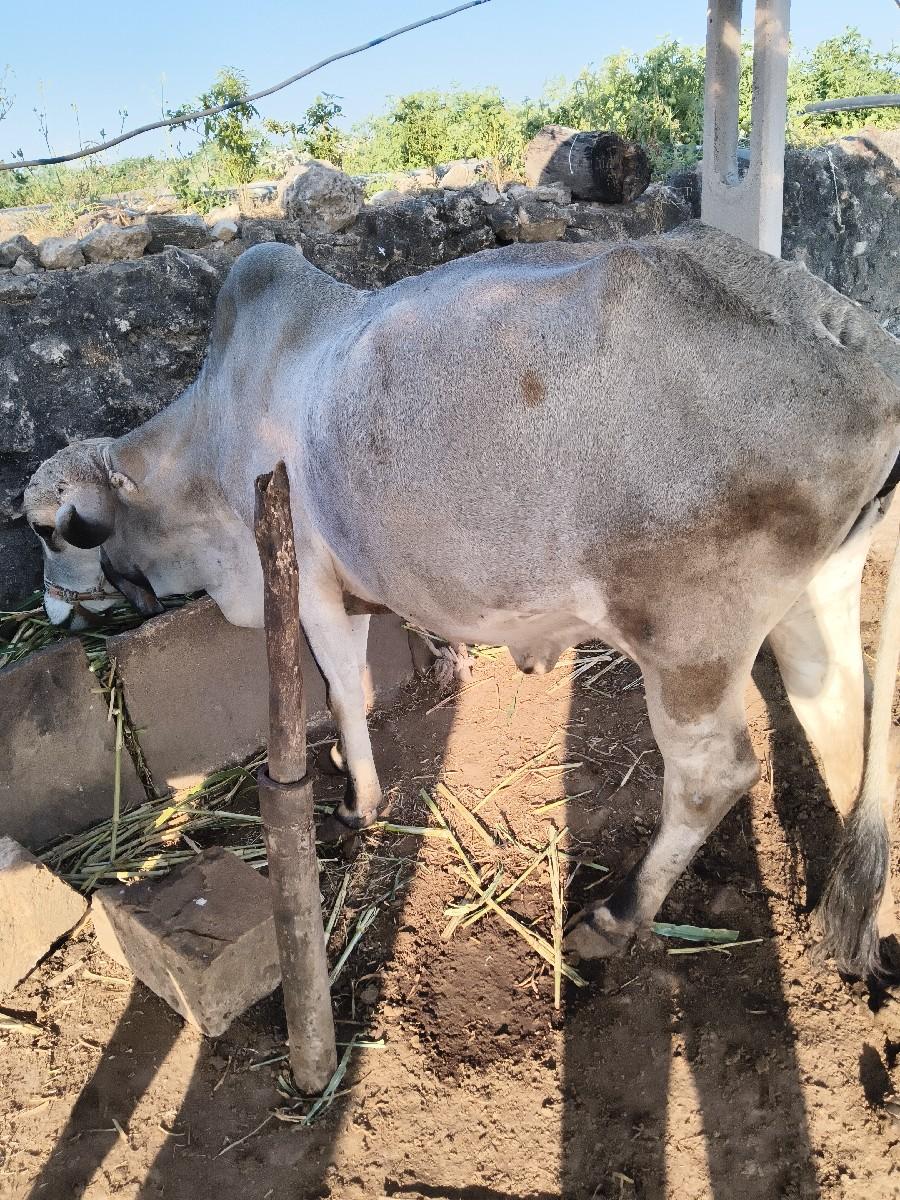 थंबनेल 3