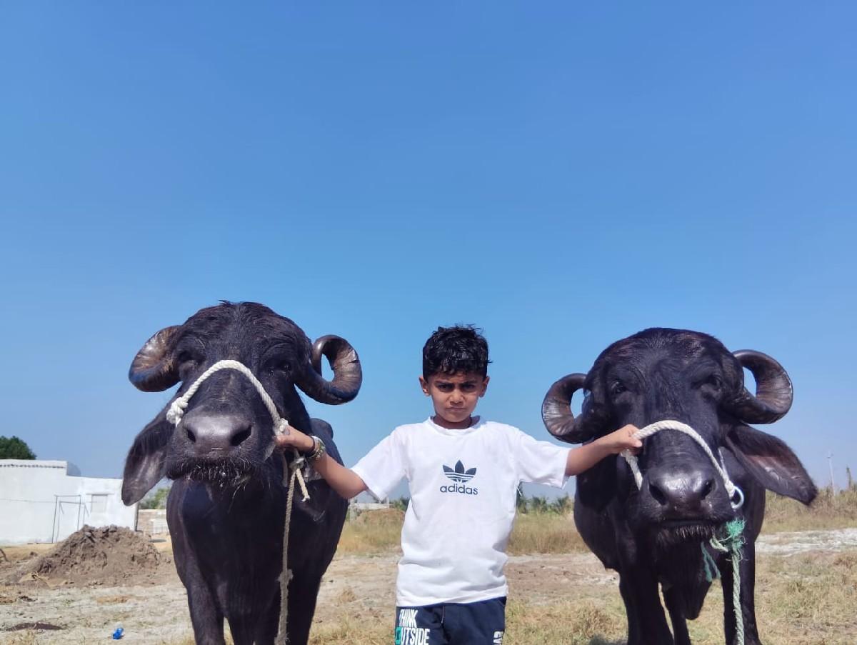 આ જોટો વેચવાનો છે