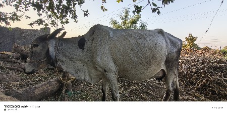 ગાય વેચવાની છે