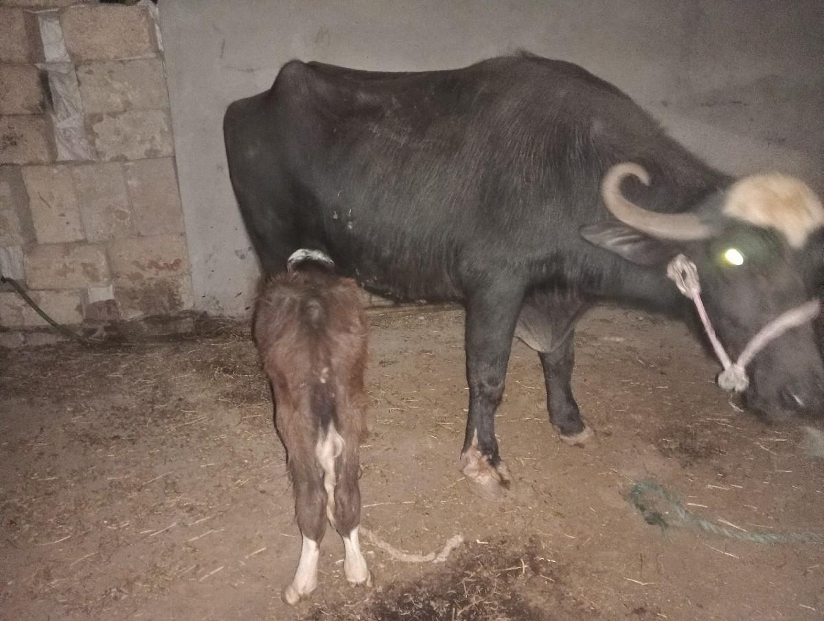 थंबनेल 2