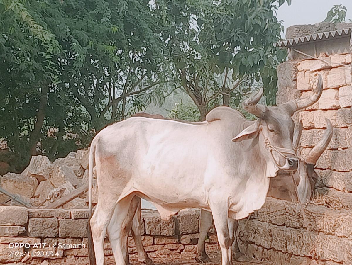 બળદ વેચવા છે