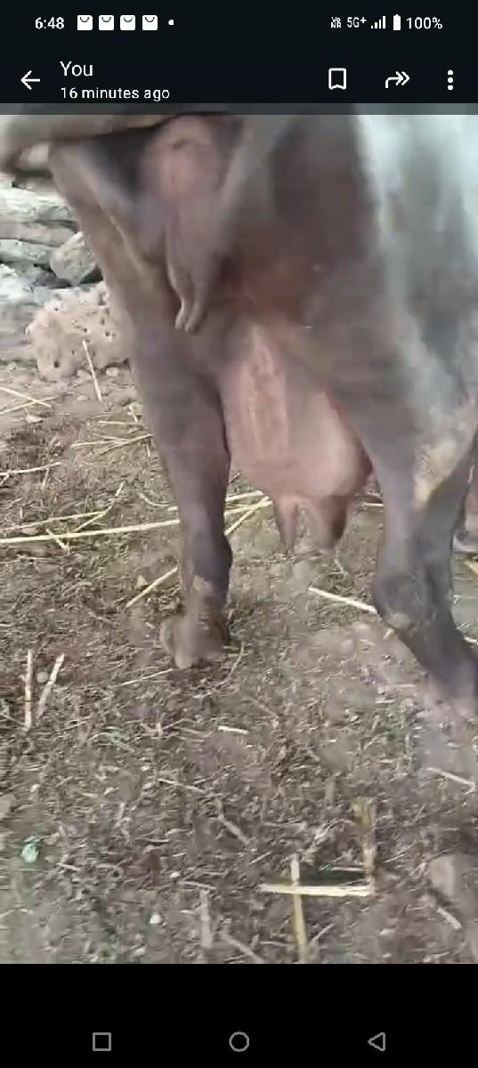 थंबनेल 2