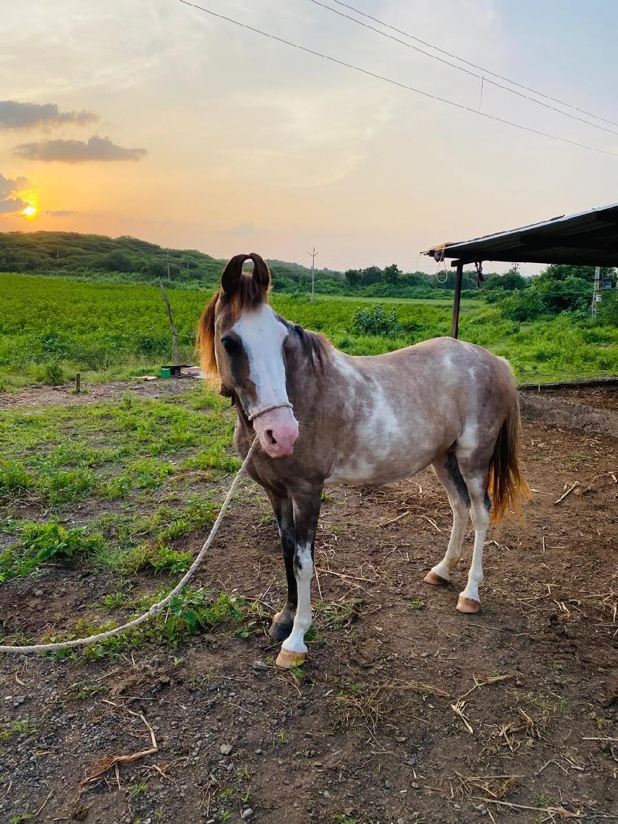 થંબનેલ 2