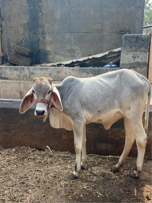 થંબનેલ 2