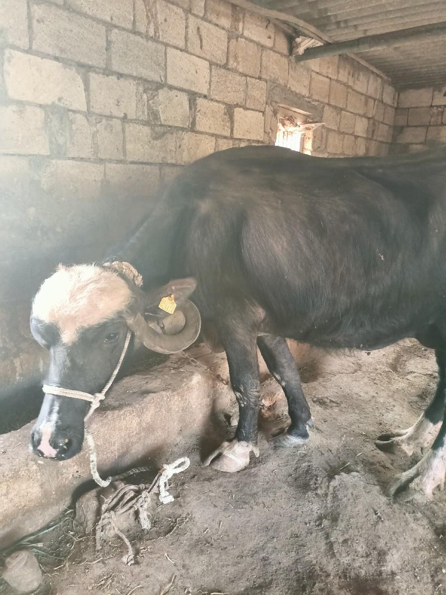 bhes 2 ju vetar vyanel