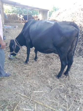 ગાય વેચવાની છે