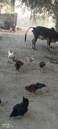 દેસી કુકડા છે