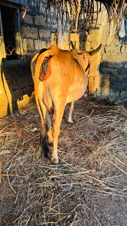 થંબનેલ 3