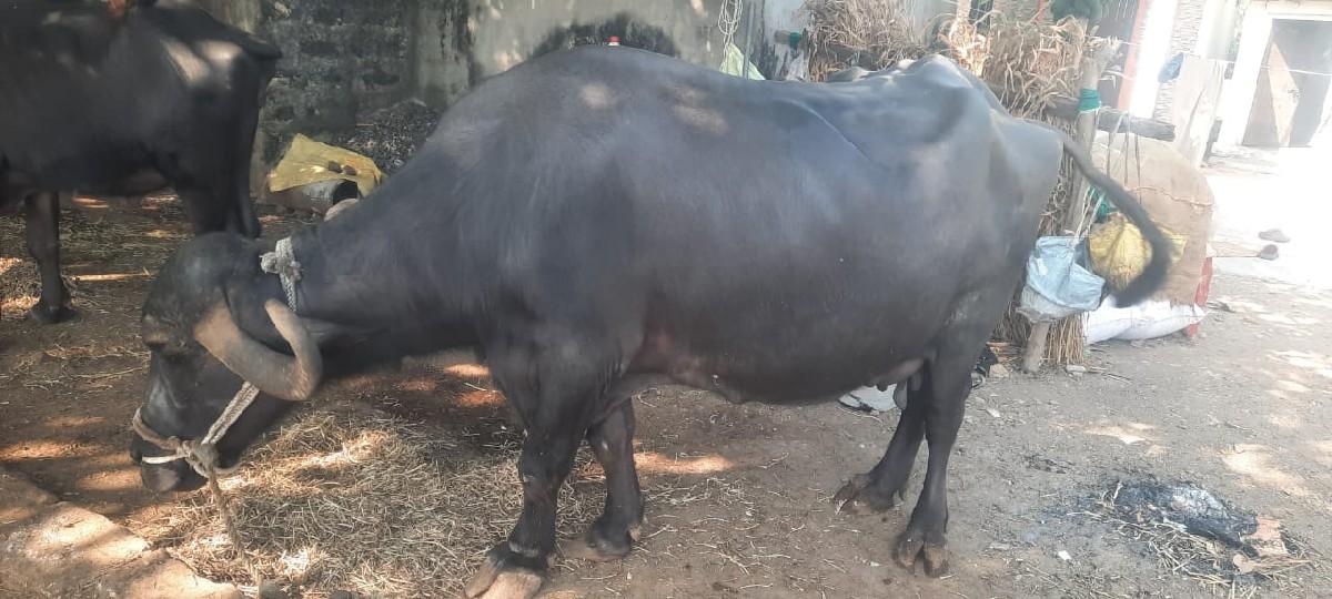 थंबनेल 2