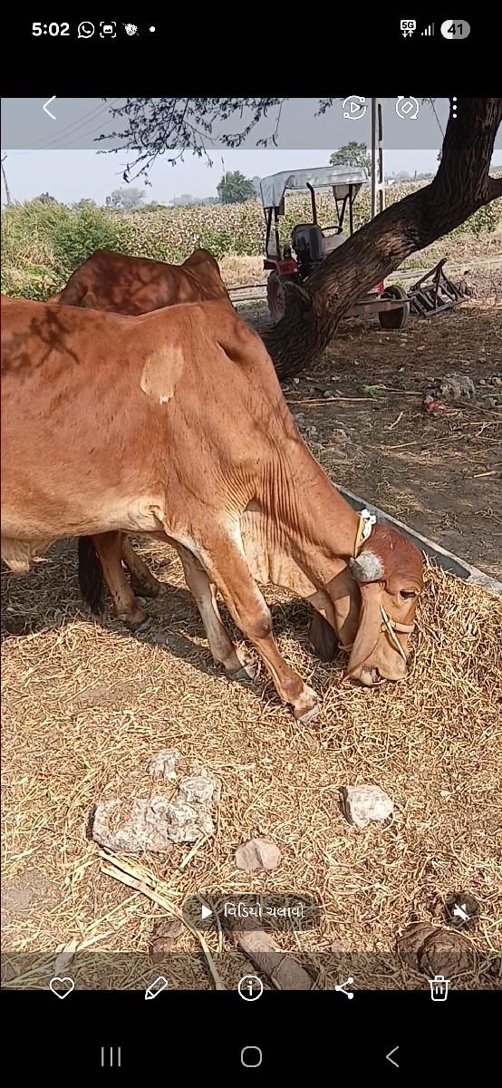 थंबनेल 2