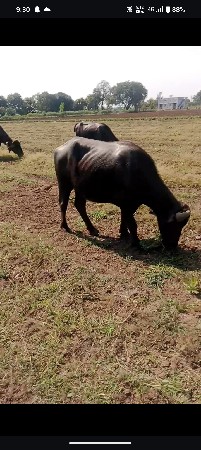 થંબનેલ 3