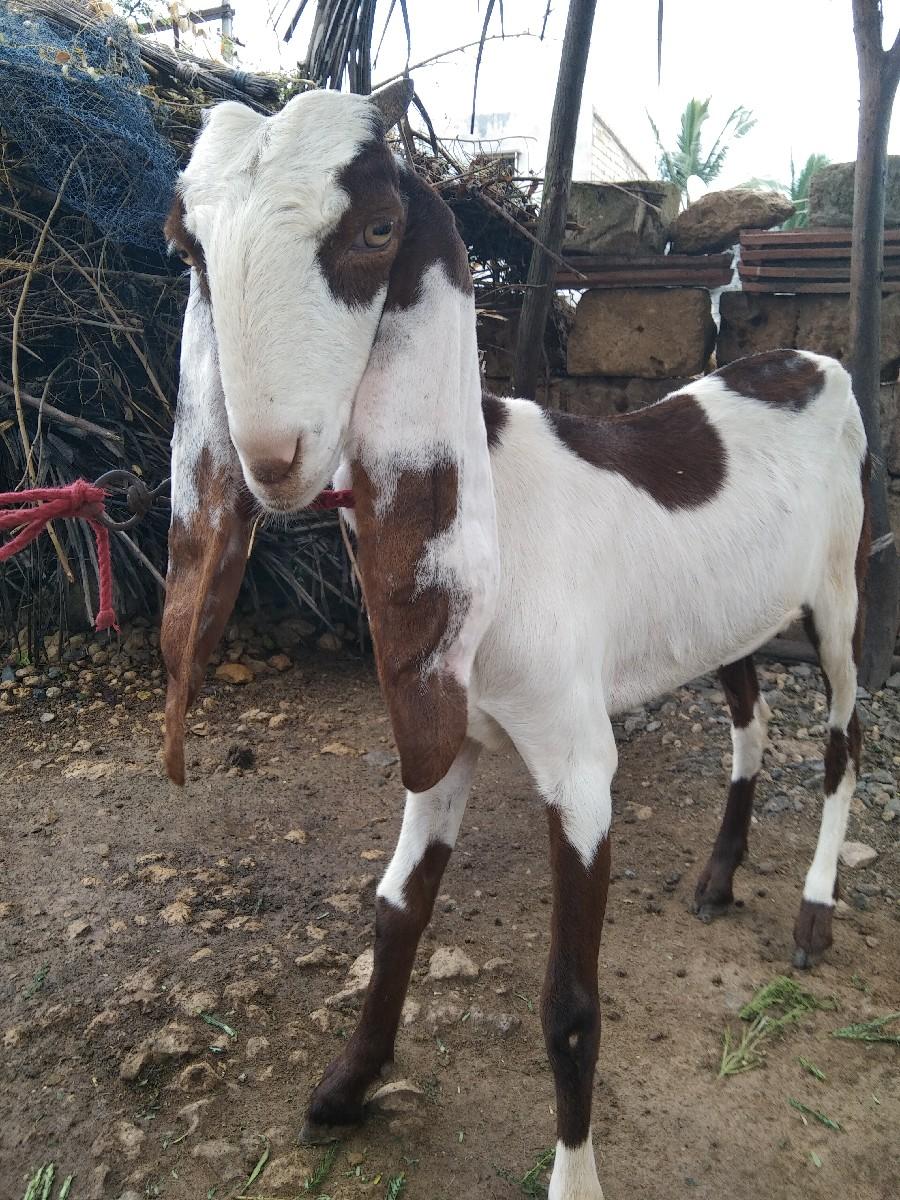 થંબનેલ 2