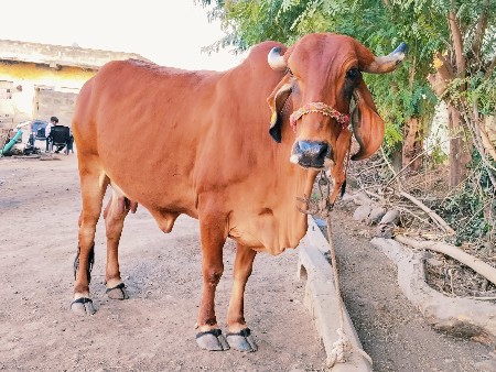 ગાય વેચવાની