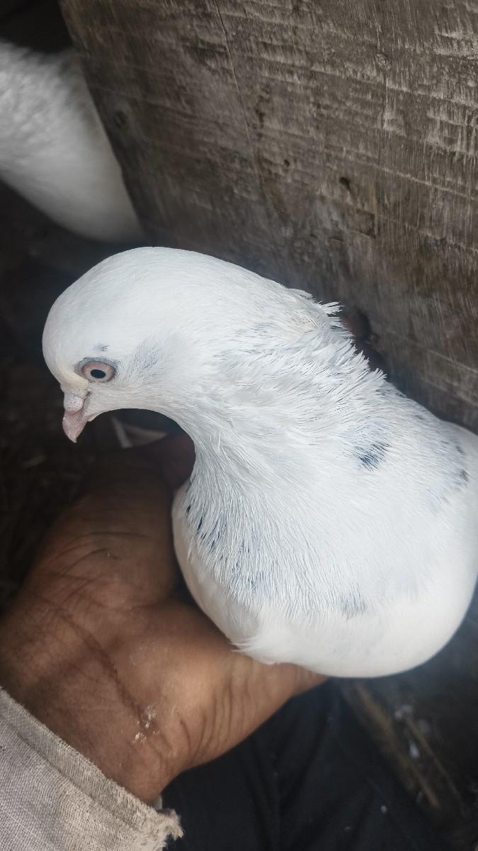 थंबनेल 2