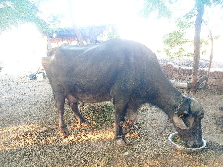 ભેંસ વેંચવાની છે