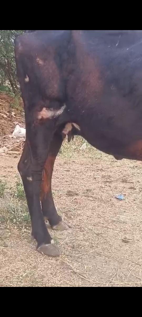 थंबनेल 2