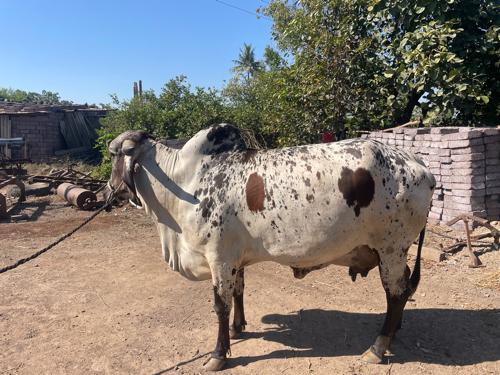 ત્રીજું વેતર વાળી ગા વેચાવ છે .