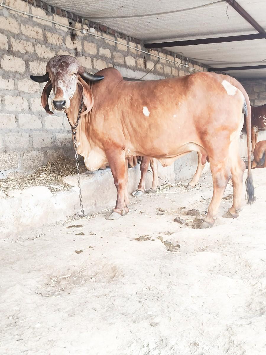 थंबनेल 3