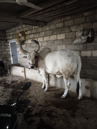 થંબનેલ 2