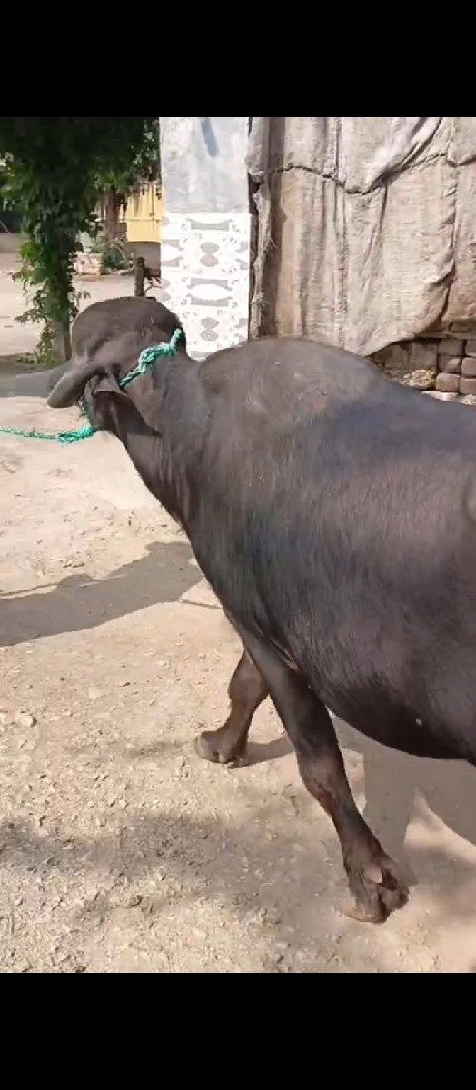 ખડેલી વેચવા ની છે