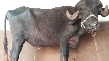 થંબનેલ 2