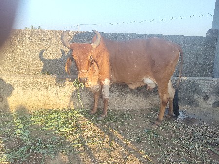 थंबनेल 3