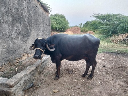 थंबनेल 3