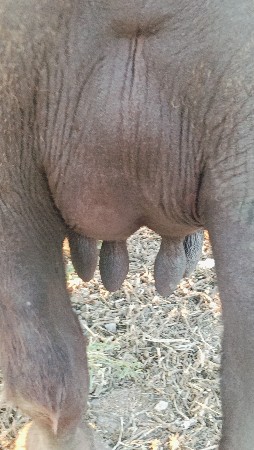 ભેંસ વેચવાની છે..