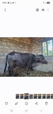 ભેંસ વેચવાની સે