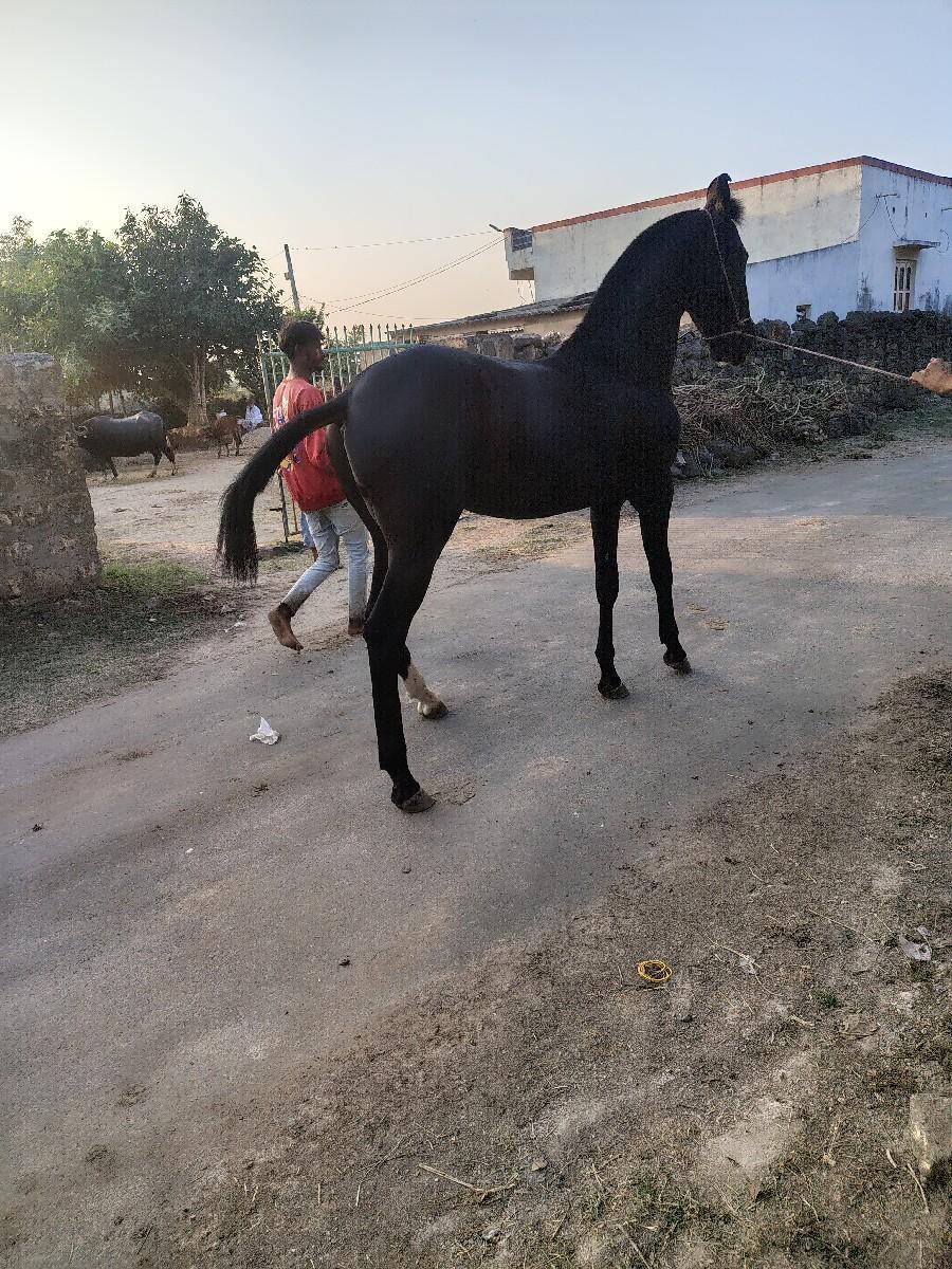 થંબનેલ 2